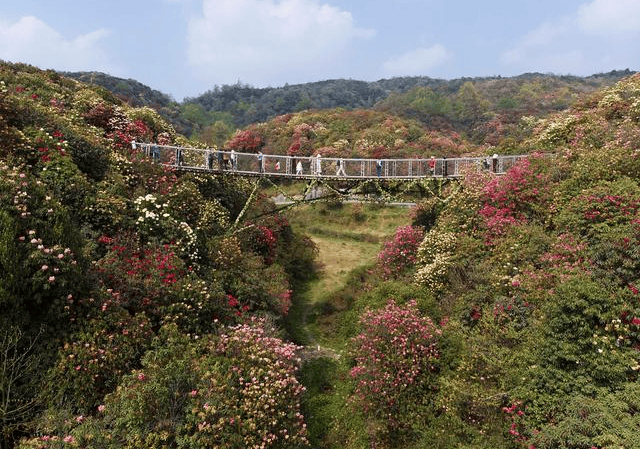 毕节市百里杜鹃景区游玩攻略大全