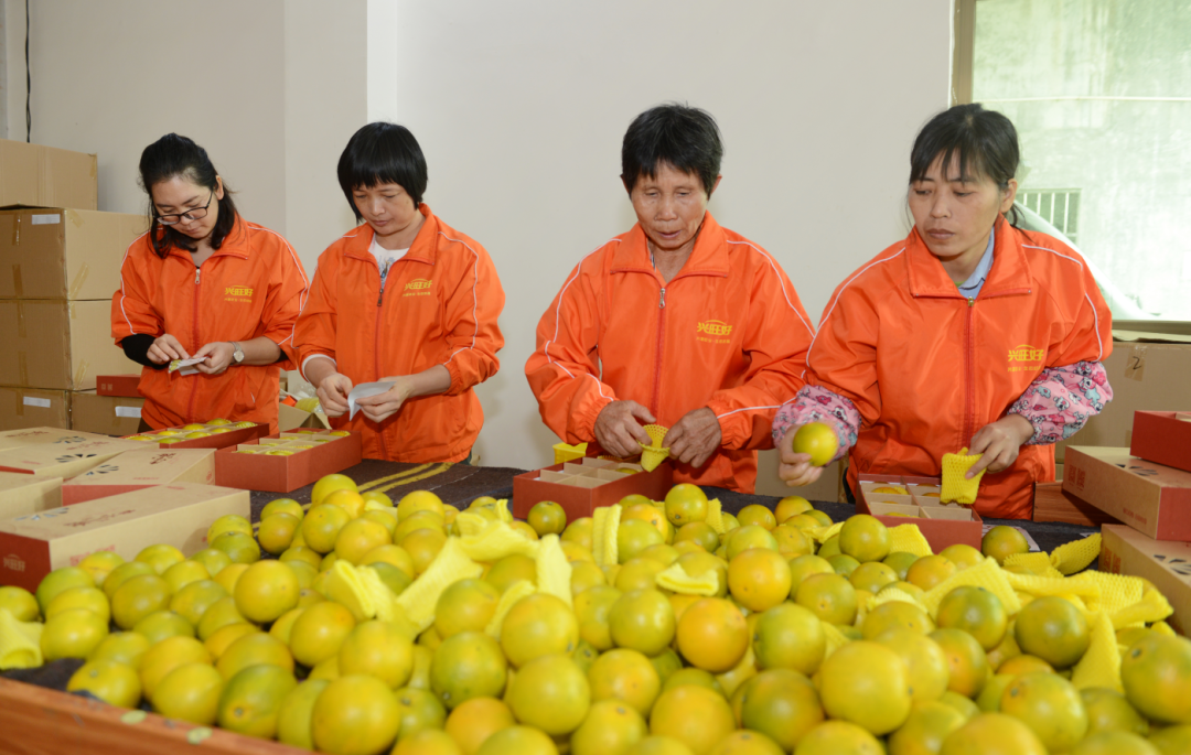 廉江市农业农村局发布最新新闻报告