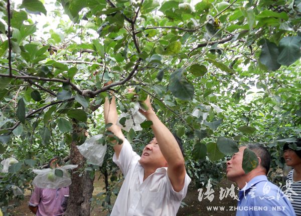 果树示范场最新项目，引领农业创新，助力绿色可持续发展